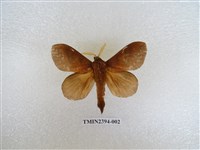 藏品(隱紋枯葉蛾)的圖片